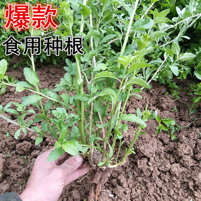 （大苗高产）食用枸杞菜叶苗好活