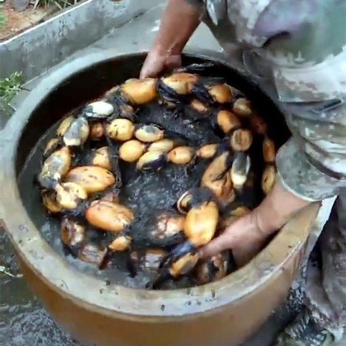 食用莲藕苗种荷花盆栽水养田缸栽