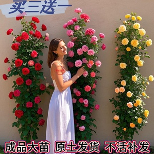 藤本月季 开花无刺玫瑰大苗植物庭院墙特大花浓香 蔷薇花苗爬藤四季