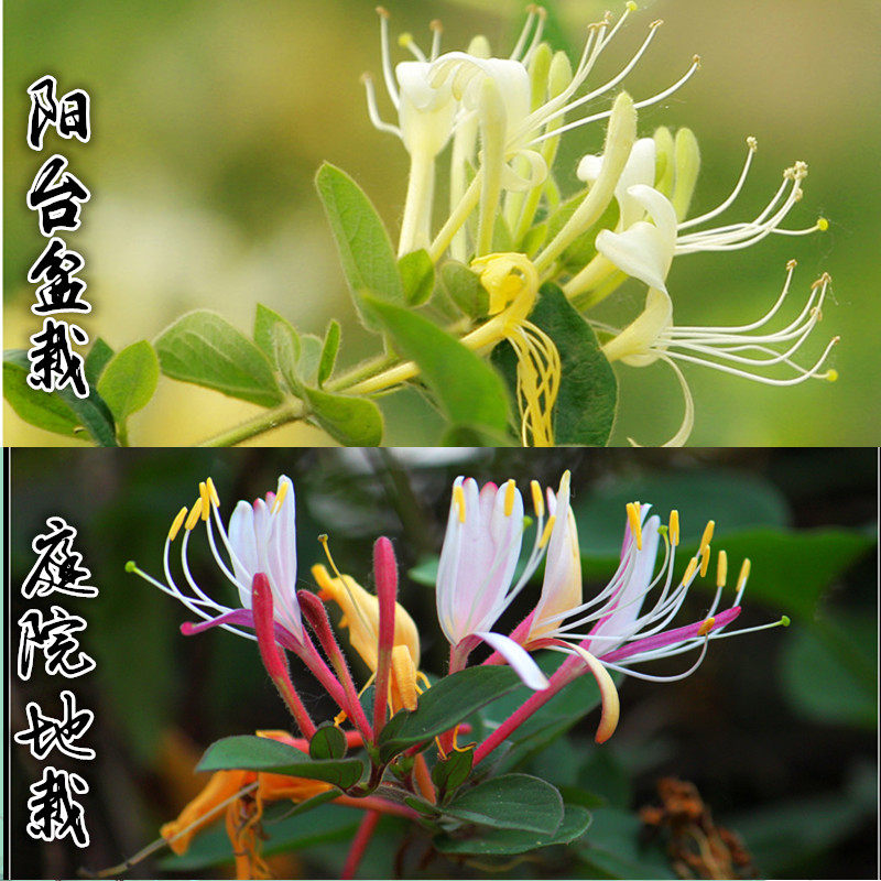 金银花树苗种植家庭院阳台盆栽地栽黄白红色金银花苗攀援爬藤植物