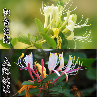 金银花树苗种植家庭院阳台盆栽地栽黄白红色金银花苗攀援爬藤植物
