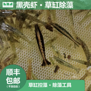 水草造景 艾伦 黑壳虾草缸控藻除藻工具淡水水草鱼缸活体虾河虾