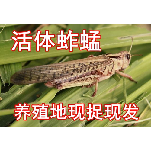 蚂蚱活虫新鲜东亚飞蝗包邮蝗虫蚱蜢油炸活蚂蚱鲜草养殖高蛋白鸟虫