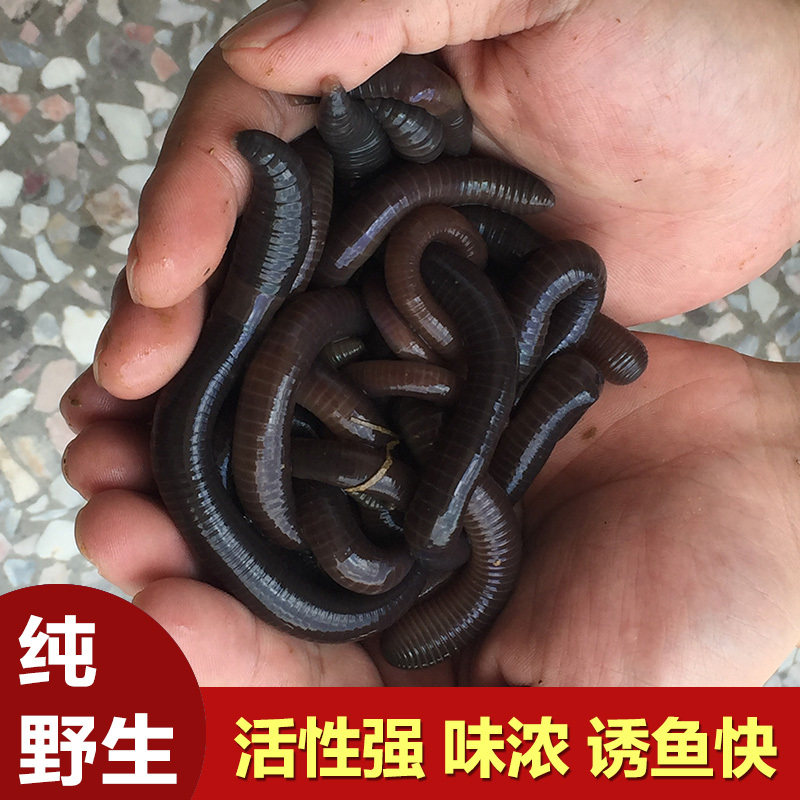 蚯蚓活饵大号特大鲜活青黑蚯蚓诱饵鱼饵地龙活体黄鳝松土大蚯蚓苗
