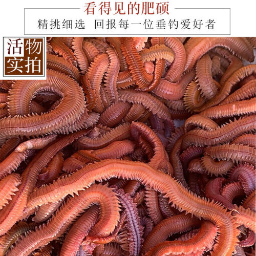 鲜活沙蚕海钓活饵料红虫鲈鱼饵海杆矶竿海蚂蝗海蜈蚣青虫顺丰包邮