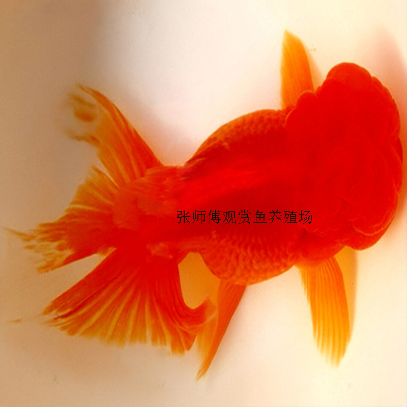 金鱼活体精品鹤顶红狮子头黑龙睛观赏鱼淡水冷水鱼好养宠物鱼