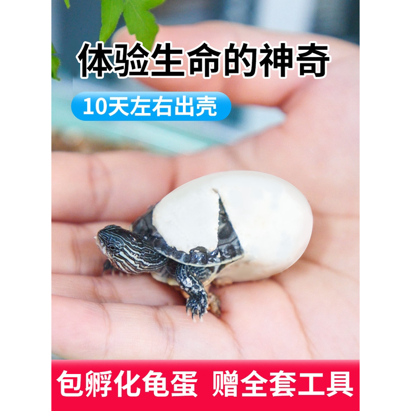 乌龟蛋可孵化受精巴西花龟网红小宠物好养学生活体中华草龟苗活物
