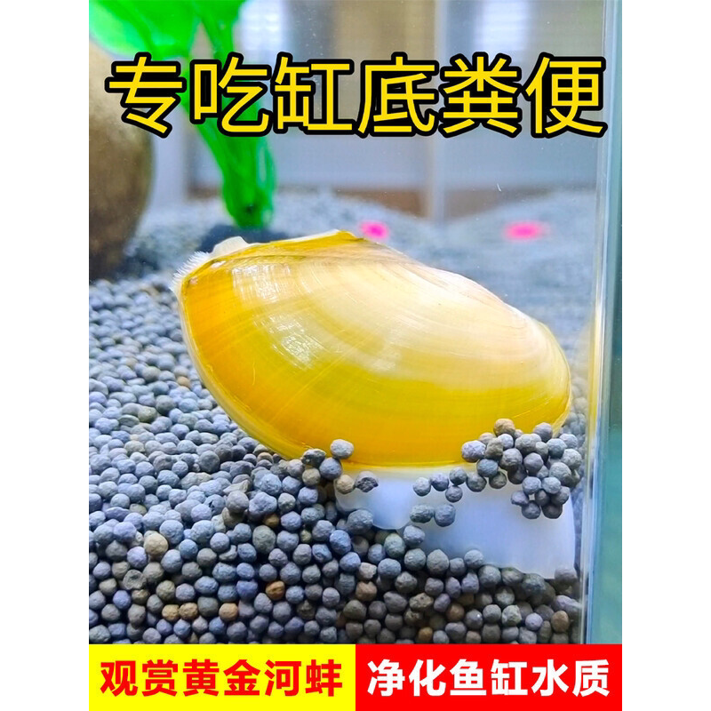 鱼缸清理粪便吃黄金小河蚌鲜活体淡水净化水质观赏黑金刚除藻大螺