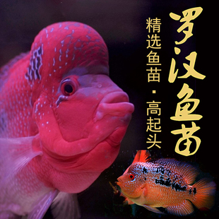 泰国进口罗汉鱼苗热带观赏鱼活体鸿运泰金花纹红德萨高爆头率包邮