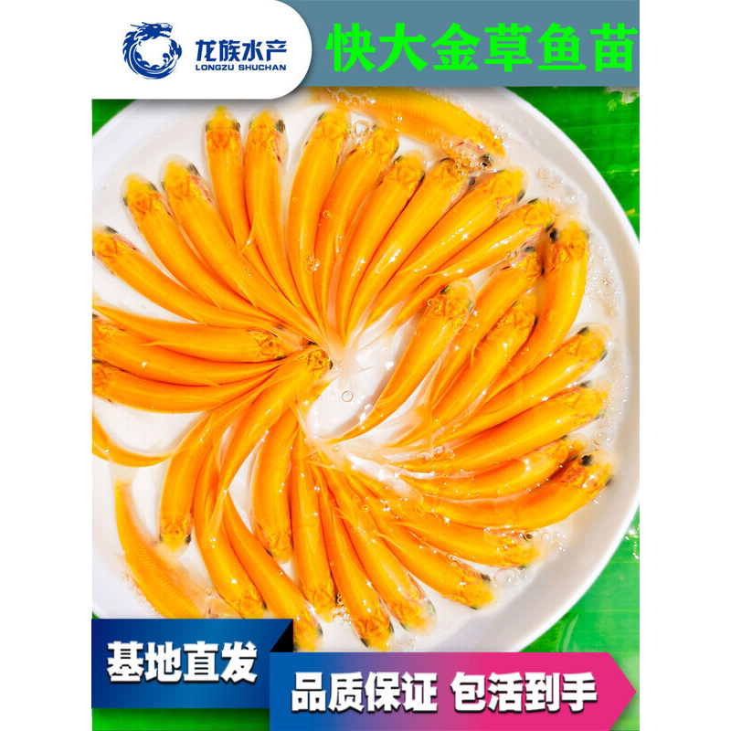 金草鱼苗俄罗斯金丝鲩活体大鱼苗淡水养殖黄金草鱼红草鱼快大饲料