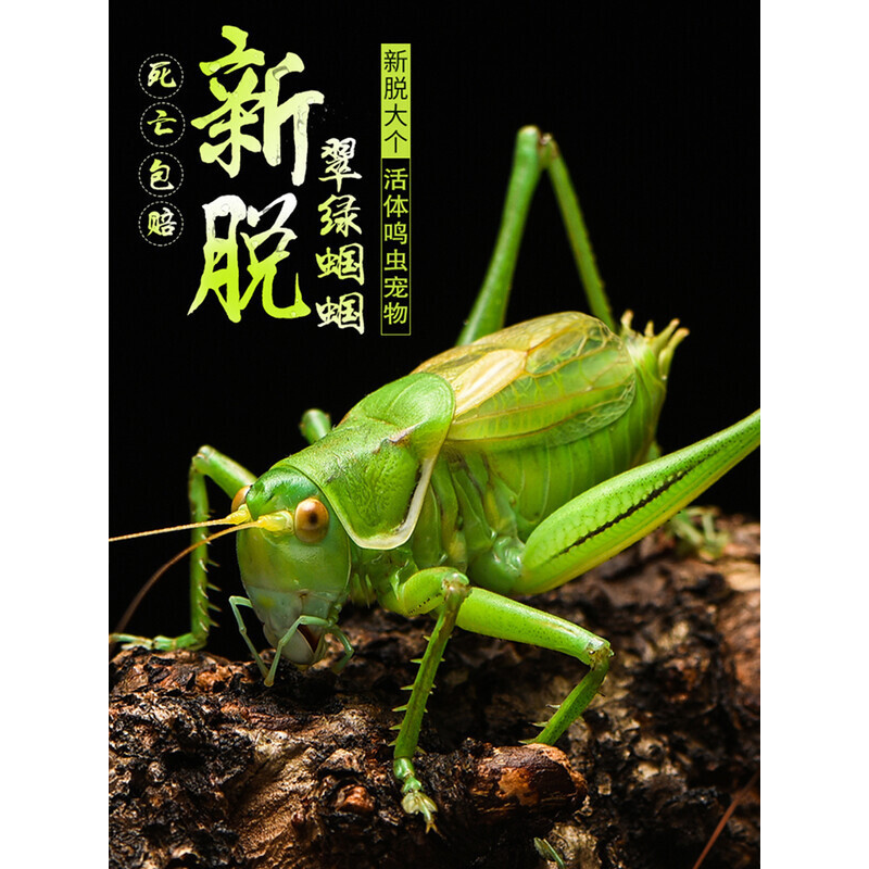 过冬蝈蝈活虫专用笼子竹编精品叫罐鸣虫饲料郝建伟铁皮叫蝈蝈食物,宠物/宠物食品及用品,特色爬宠/鸣虫,淘宝优惠券,粉丝福利购,淘宝优惠卷