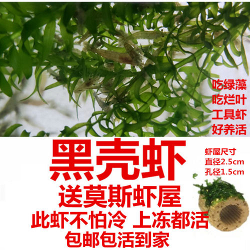 黑壳虾客活体免邮除藻工具虾观赏米龙鱼鳄龟活体饲料鱼缸水草大虾