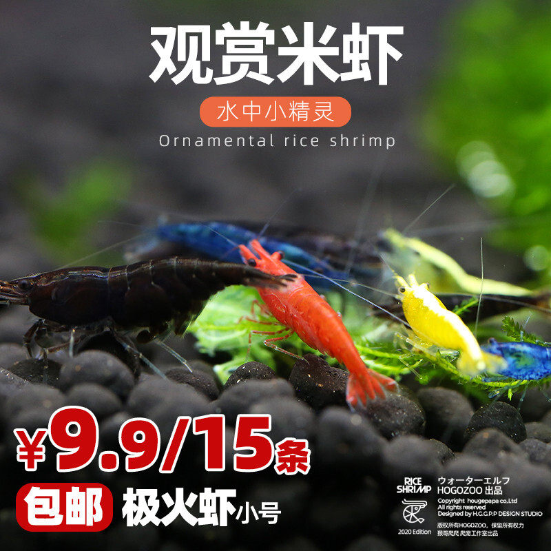 活体观赏虾除藻虾工具虾烤漆虾香吉士极火黄米黑巧克力黑壳琉璃虾