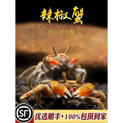 辣椒蟹冷水观赏蟹小型鱼缸热带鱼配蟹仔相手将军红宠物小河蟹活体