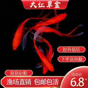 金鱼活体草金冷水观赏鱼龙鱼热带鱼乌龟活食饲料鱼小红鱼金色活鱼