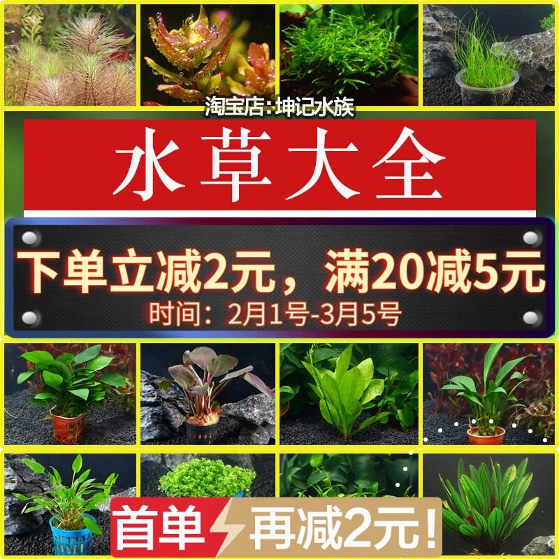 鱼缸懒人水草淡水活体植物水榕沉木莫斯水族箱真水草造景装饰套餐