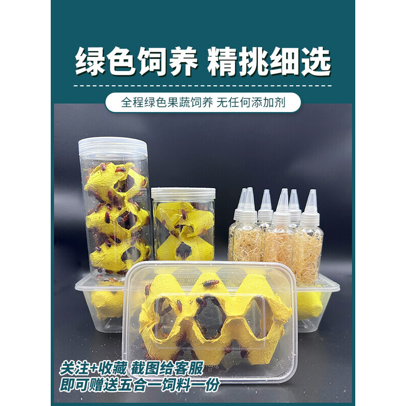 樱桃红蟑螂活体饲料盒装瓶装方便简单适合新手守宫食物爬宠鸣虫,宠物/宠物食品及用品,爬虫/鸣虫食物,淘宝优惠券,粉丝福利购,淘宝优惠卷
