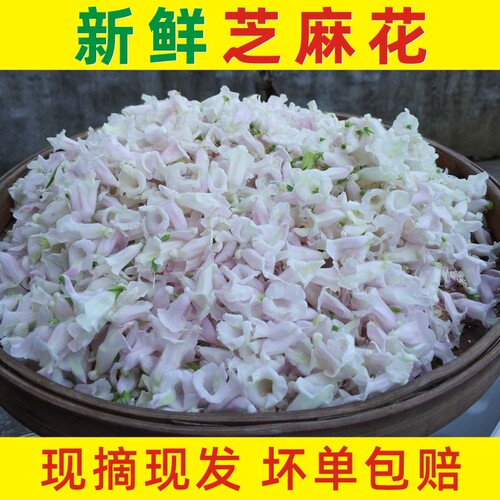 2026年现摘新鲜芝麻花瘊子疣子鸡眼用河南干芝麻花泡酒现货包邮
