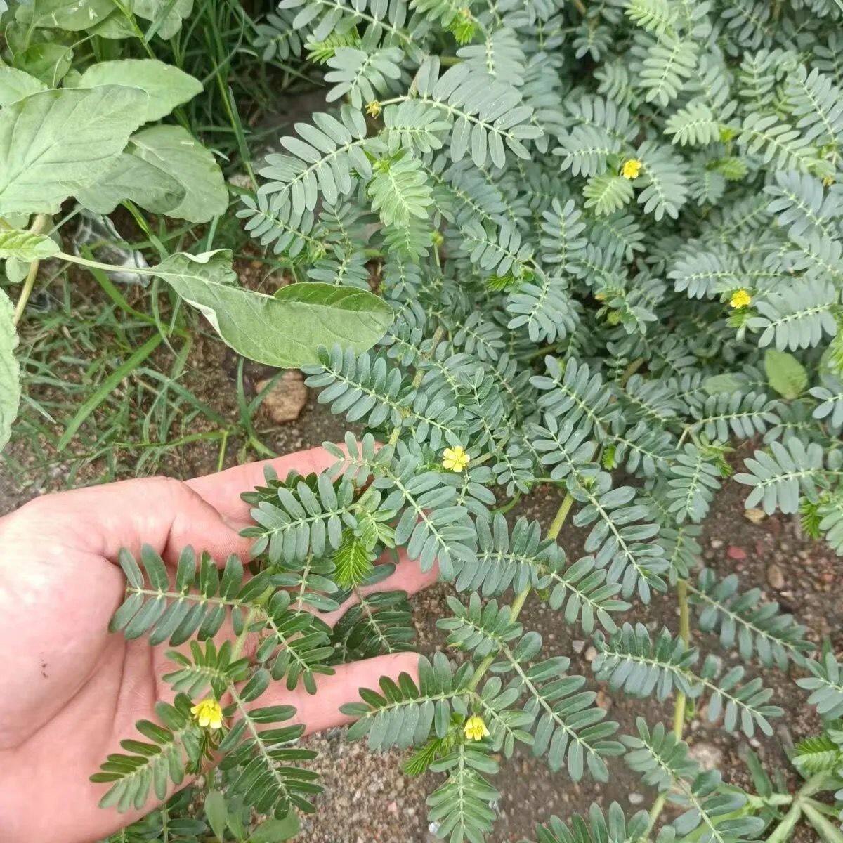 新鲜蒺藜草天然纯野生刺白中药材三角刺食用蒺藜秧整颗现挖包邮