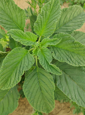现摘新鲜野生苋菜玉谷叶菜银银菜野菜河南人汉菜蔬菜人星菜非种植