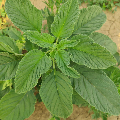 现摘新鲜野生苋菜玉谷叶菜银银菜野菜河南人汉菜蔬菜人星菜非种植