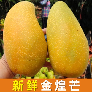 新鲜金煌芒当季水果热带青芒果水仙芒海南大芒果纯甜现摘整箱包邮