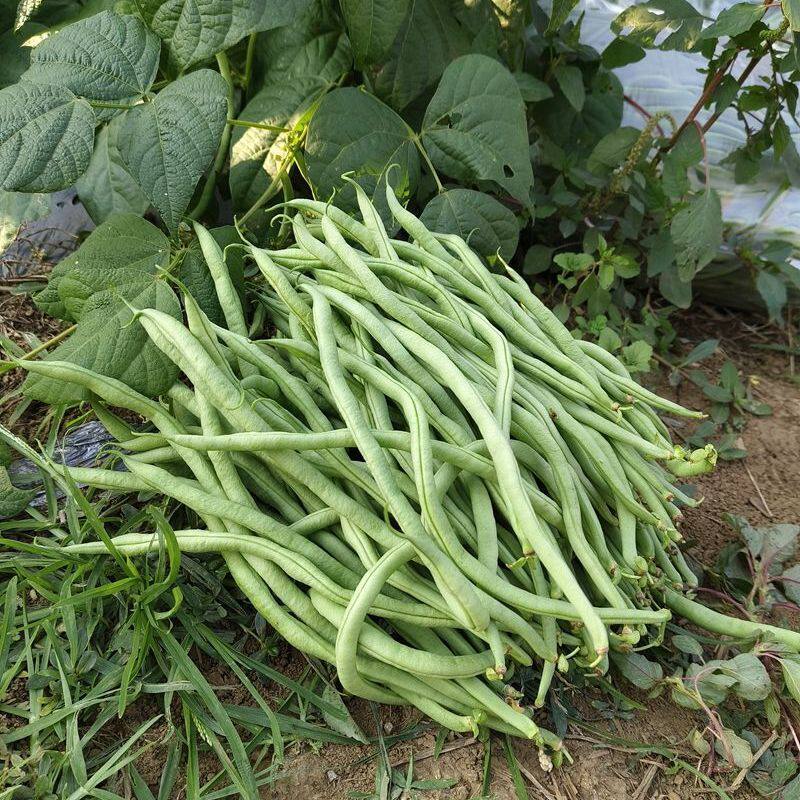 2026年龙豆新鲜豆角农家自种蔬菜架豆王豆角芸豆现摘四季豆包邮