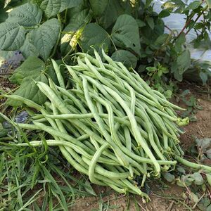 2026年龙豆新鲜豆角农家自种蔬菜架豆王豆角芸豆现摘四季豆包邮