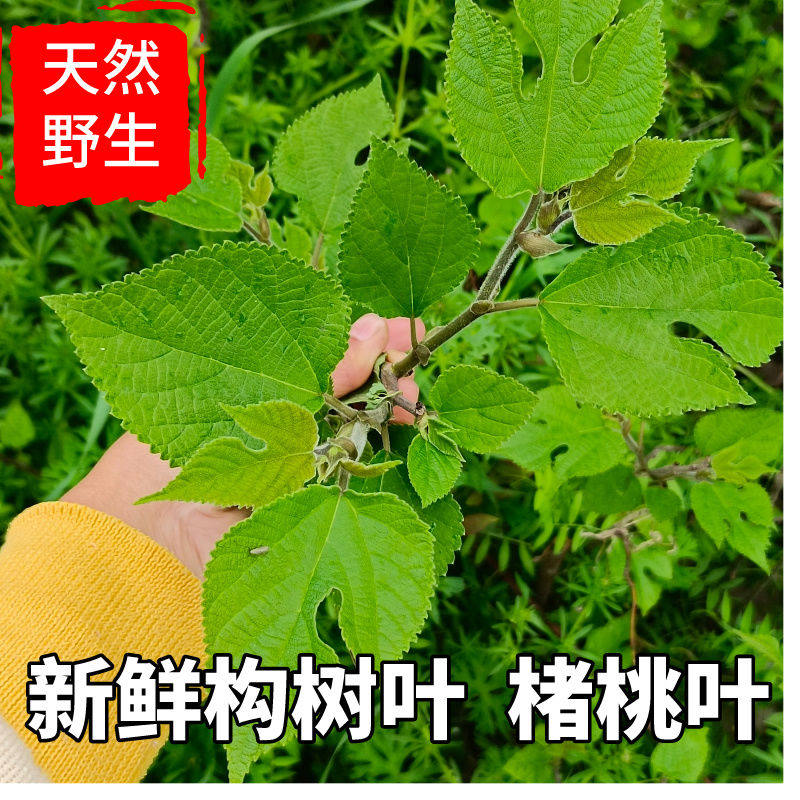 2026年新鲜构树叶叶子现摘河南楮桃叶天然野生楮树叶褚桃叶包邮