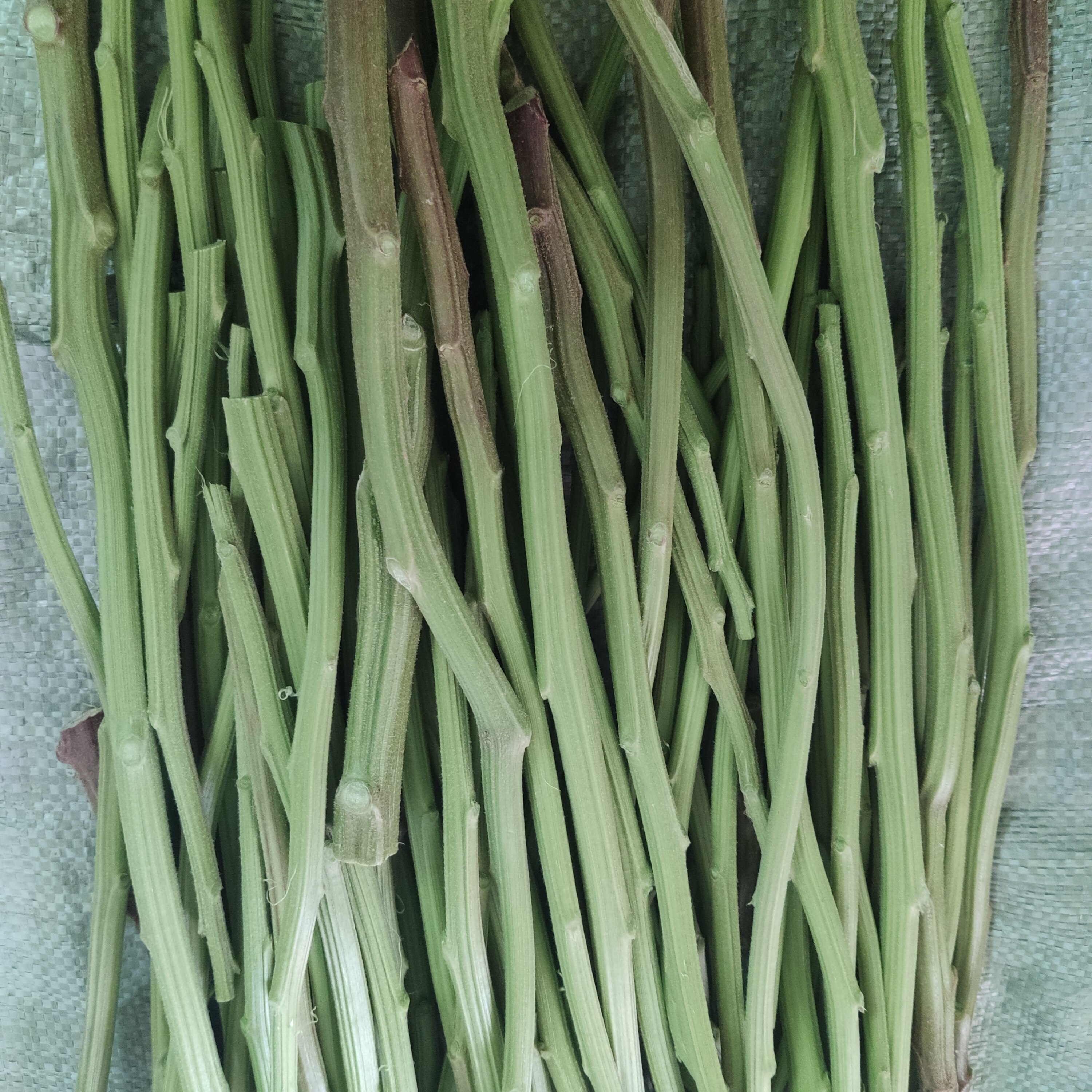 河南头茬纯野生苋菜茎新鲜人汉菜梗制作霉苋菜臭豆腐苋菜梗非种植