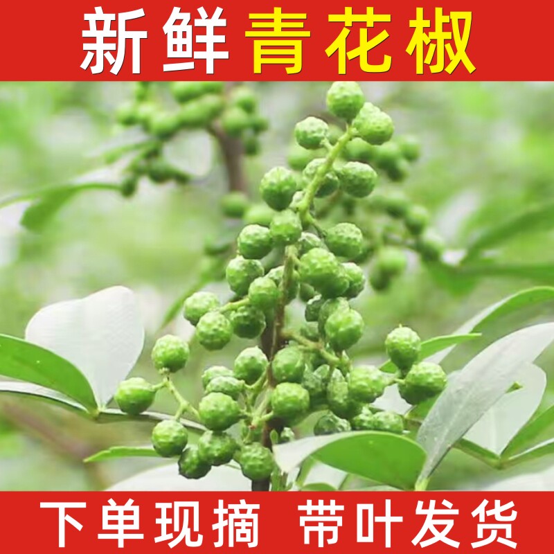 新鲜青花椒现摘带叶青藤椒生麻椒