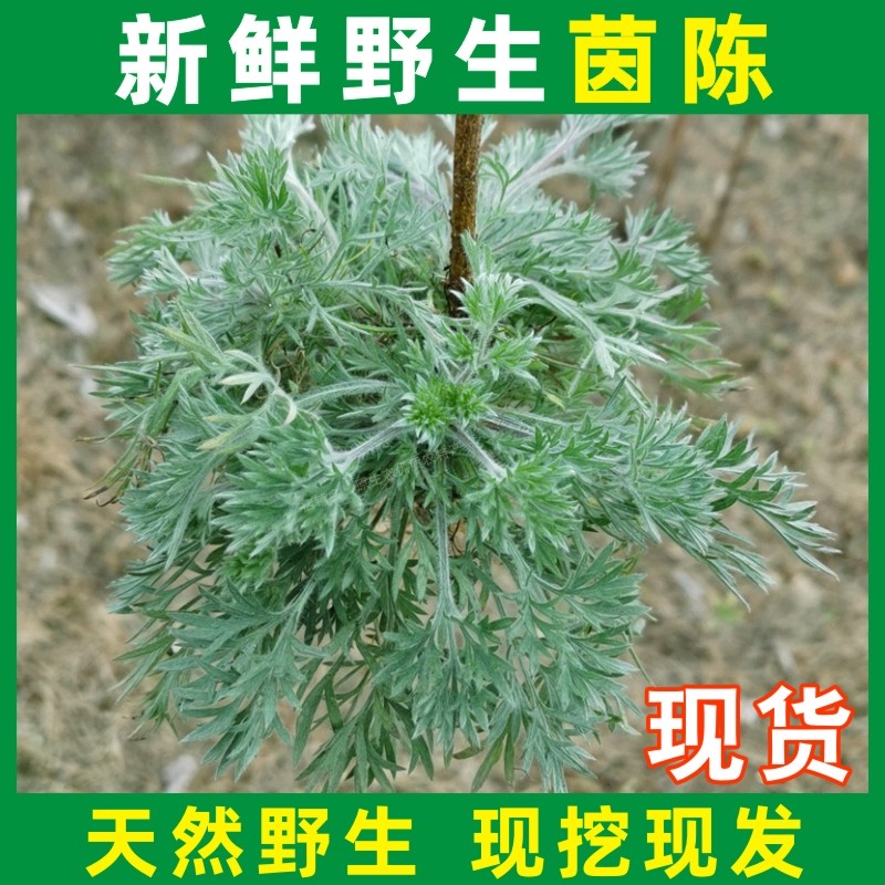 新鲜野生茵陈时令野菜美味蒸菜白蒿整棵现摘现发绵茵陈中药材草茶