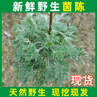 新鲜野生茵陈时令野菜美味蒸菜白蒿整棵现摘现发绵茵陈中药材草茶