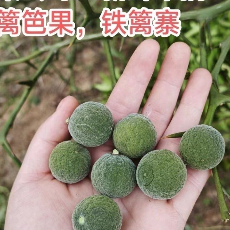 新鲜铁篱寨果实天然野生枸橘中药材枳实沉蛋鸟不站铁篱笆果土枳实