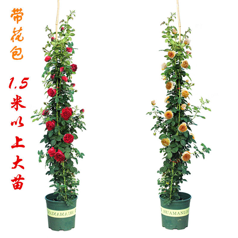 蔷薇花苗藤本月季特大爬藤蔷薇庭院花卉阳台盆栽藤本植物四季开花