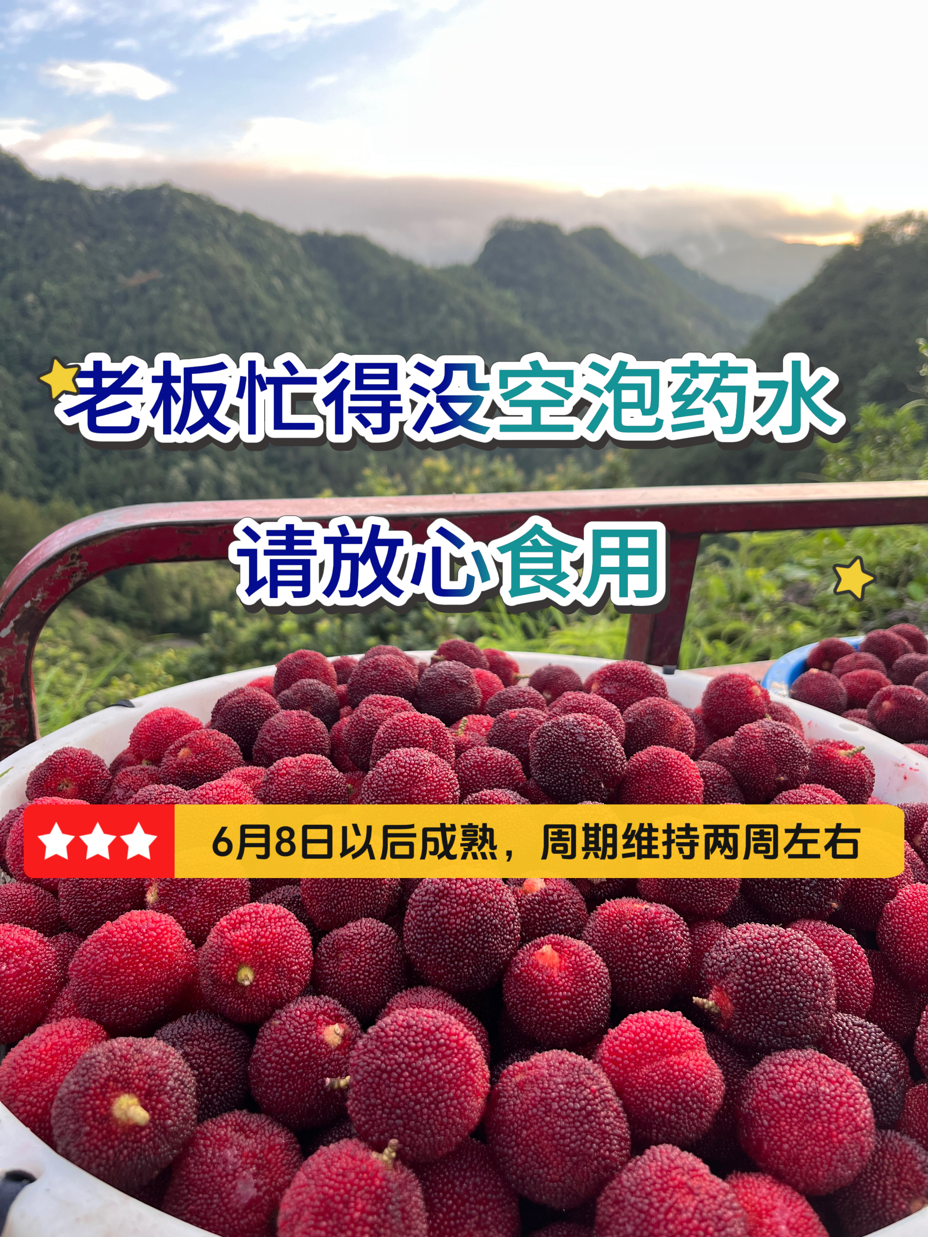 青田东魁杨梅现摘顺丰冷链空运现发送礼粒装单颗20-28克
