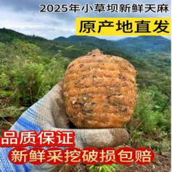 正宗昭通小草坝天麻