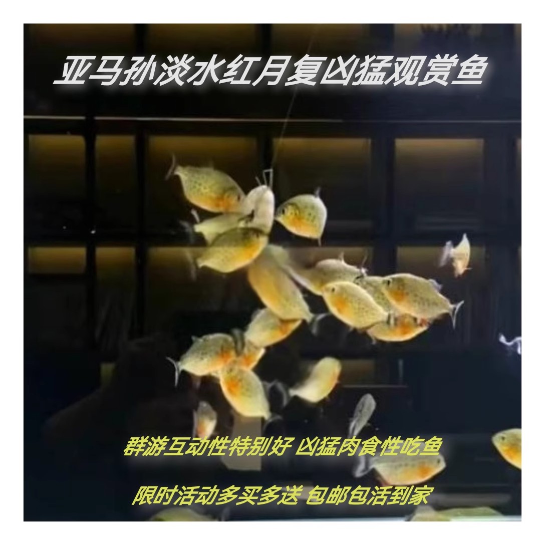 南美凶猛鱼热带肉食性猛鱼观赏金肉食性宠物水虎鱼好饲养易存活
