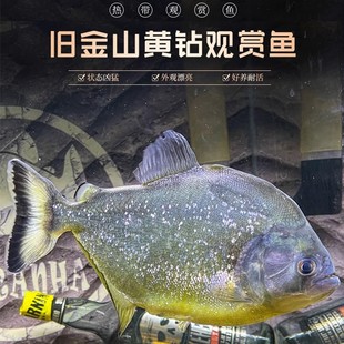 旧金山黄钻水虎鱼黄金布兰提单养淡水热带猛鱼肉食性观赏鱼