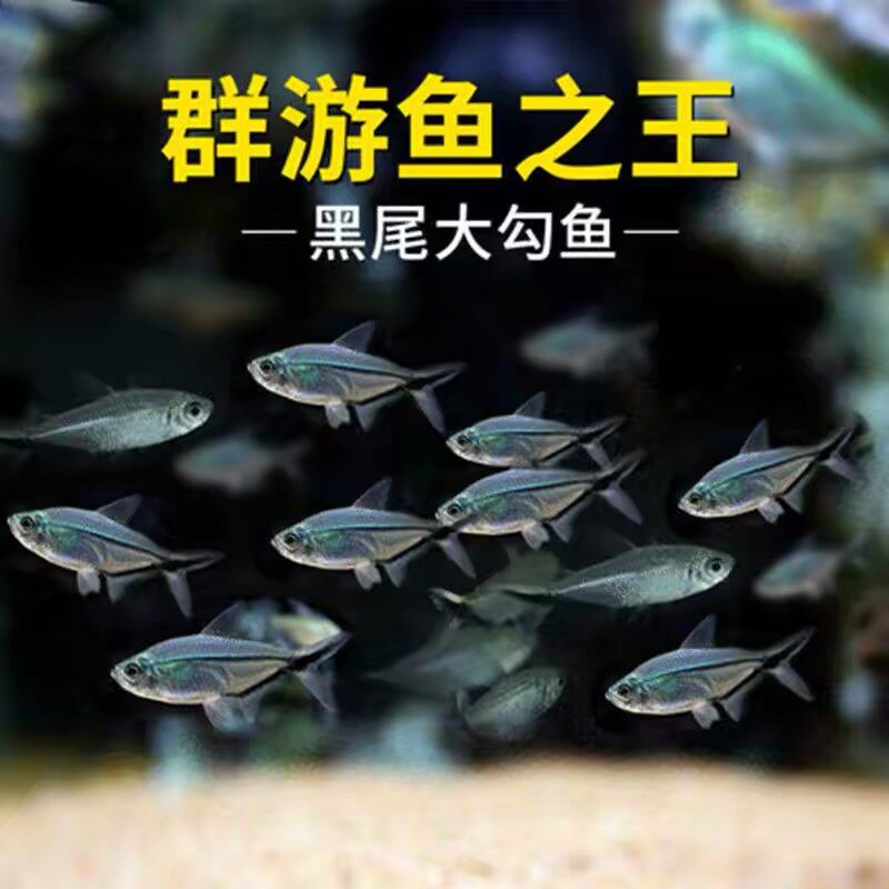 黑尾大勾黑尾热带鱼观赏鱼草缸群鱼