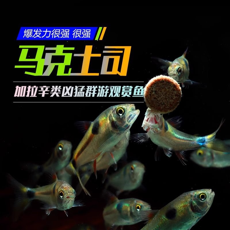 马克土司小型热带淡水观赏鱼活体
