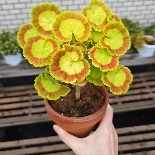 奎尔特夫人天竺葵盆栽花苗观叶阳台窗台叶天竺