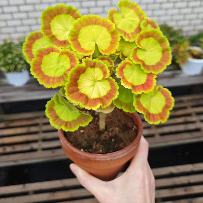 奎尔特夫人天竺葵盆栽花苗观叶阳台窗台叶天竺