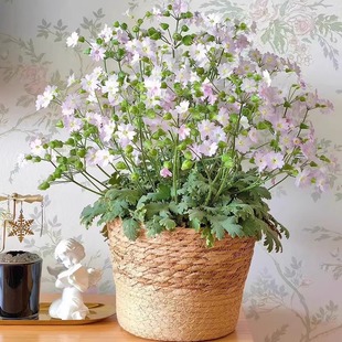 多年生原生陕西羽叶报春 耐寒稀有盆栽 小清新花园阳台室内易养