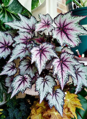 蟆叶秋海棠盆栽室内绿植彩叶芋观叶海芋热植垂丝海棠观叶植物花卉