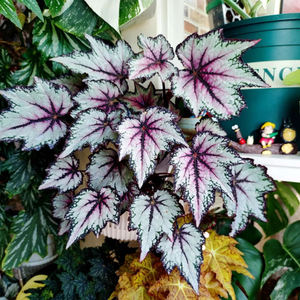 蟆叶秋海棠盆栽热植室内绿植彩叶芋观叶海芋海棠观叶植物花卉