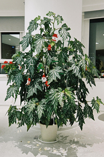 老桩 乌头杂 秋海棠盆栽室内绿植彩叶芋海芋鲜花海棠花卉水培观叶