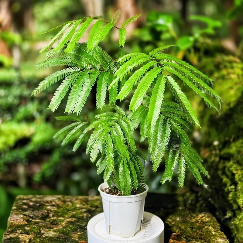 日本进口密叶猴耳环原盆籽播苗ins网红室内观叶绿植小豆树 常绿,鲜花速递/花卉仿真/绿植园艺,绿植,淘宝优惠券,粉丝福利购,淘宝优惠卷