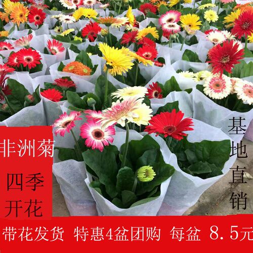 非洲菊盆栽带花苞阳台办公室好养