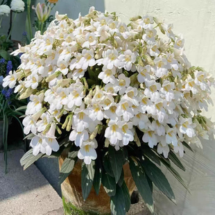 皮草盆栽雪天使 蓝色心情新手好养耐阴耐旱室内开花绿植好看